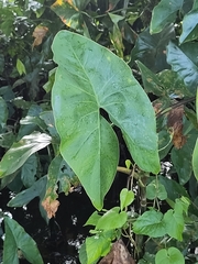 Montrichardia arborescens