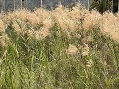 Phragmites karka