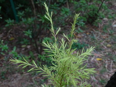 Melaleuca bracteata
