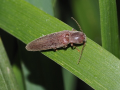 Synaptus filiformis