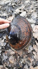 Sinanodonta woodiana