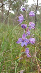 Thelymitra ixioides