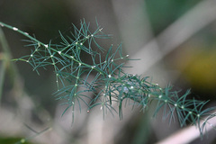 Asparagus setaceus