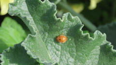 Henosepilachna argus