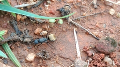 Camponotus sericeus