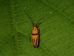 Tisis sabahensis