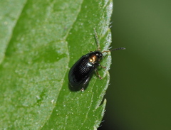 Crepidodera aurata
