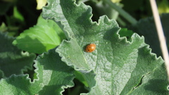 Henosepilachna argus