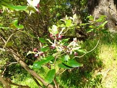 Pittosporum ralphii