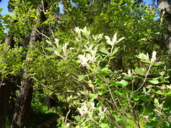 Pittosporum ralphii