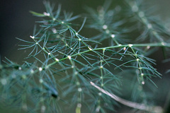 Asparagus setaceus