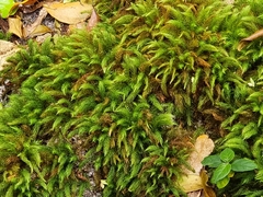 Pyrrhobryum paramattense