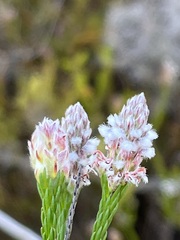 Spatalla ericoides