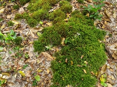 Pyrrhobryum paramattense