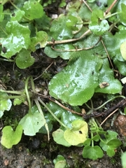 Lunularia cruciata