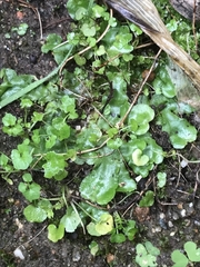 Lunularia cruciata