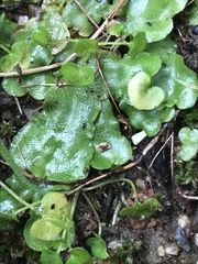 Lunularia cruciata