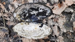 Sinanodonta woodiana