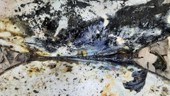 Sinanodonta woodiana