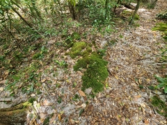 Pyrrhobryum paramattense