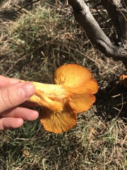 Omphalotus olearius