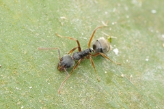 Dolichoderus affinis