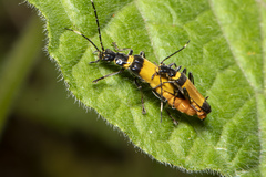 Chauliognathus imperialis