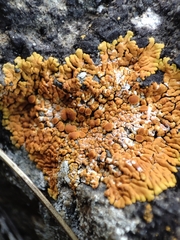 Variospora flavescens