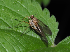 Rhagio