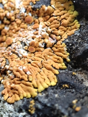 Variospora flavescens