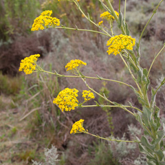 Senecio rigidus