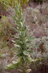 Senecio rigidus