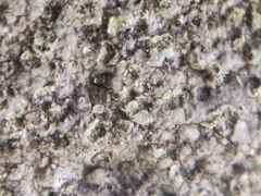 Porpidia soredizodes