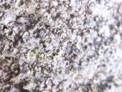 Porpidia soredizodes