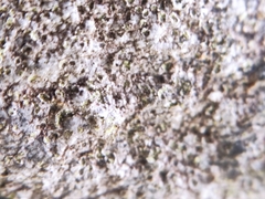 Porpidia soredizodes