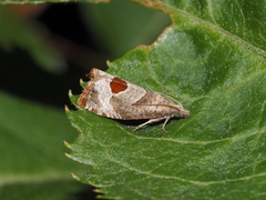 Notocelia uddmanniana