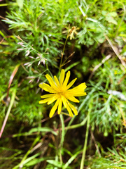 Picris hieracioides morrisonensis
