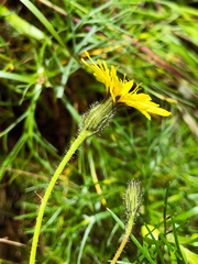 Picris hieracioides morrisonensis