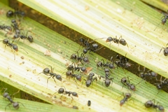 Dolichoderus thoracicus