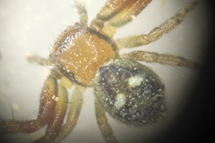 Synema marlothi