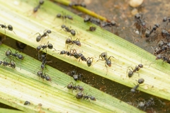 Dolichoderus thoracicus