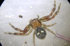 Synema marlothi
