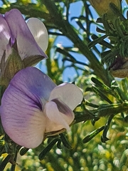Psoralea aculeata