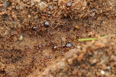 Carebara
