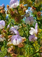Psoralea aculeata