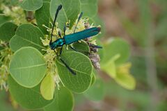 Hypocrites obtusipennis