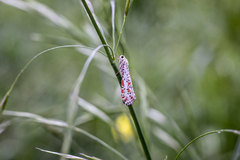 Utetheisa pulchelloides