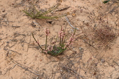 Struthiola ciliata