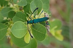 Hypocrites obtusipennis