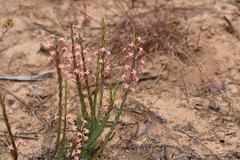 Struthiola ciliata